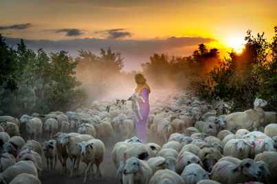 woman standing near sheep